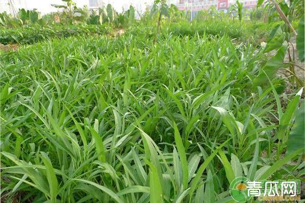 空心菜的品种选择及种植特点