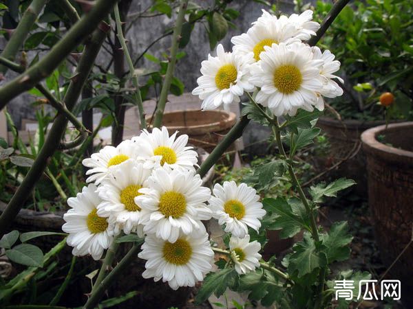 家庭阳台菊花怎么养？种菊花技术介绍