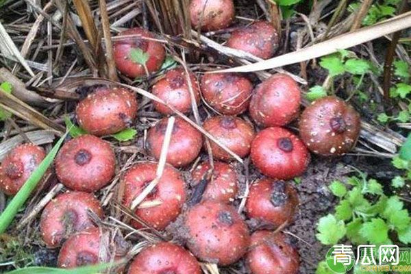 野地瓜种植方法技术