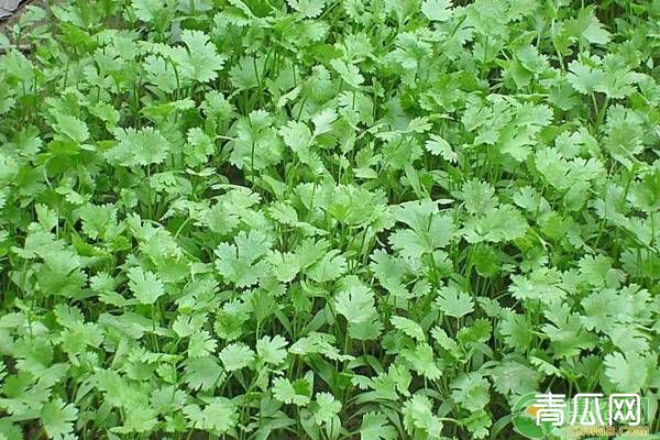 夏季香菜高产栽培管理技术