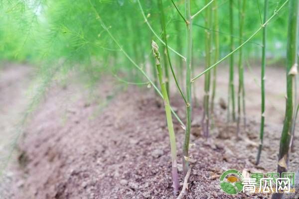 芦笋的高效种植技术及管理要点