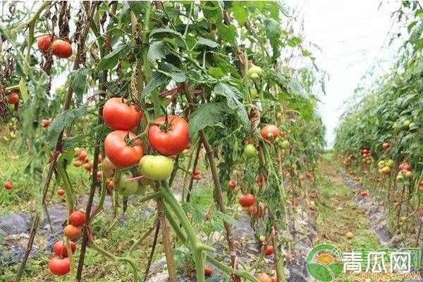 西红柿空洞果的发生原因及其防治方法