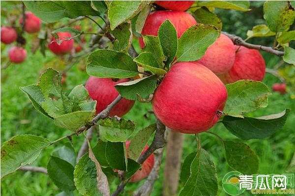 苹果落花落果原因及其防治措施