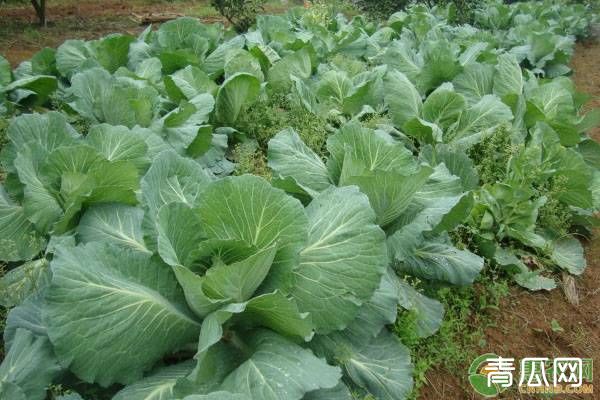 4月份蔬菜种植大全，农户必看！