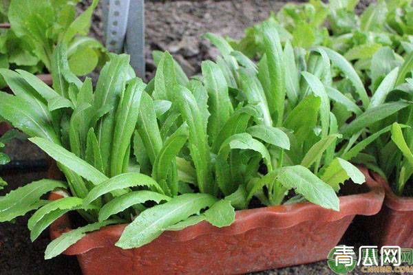 油麦菜家庭阳台种植方法