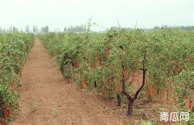 枸杞落花落果的原因及防治方法