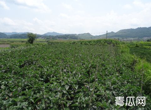 农村山区适合种植哪些中药材？有钱景的药材介绍