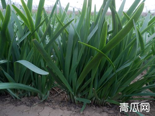 2019韭菜多少钱一斤？2019年韭菜价格行情分析