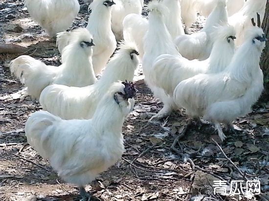 乌鸡肉仔鸡饲养管理技术介绍