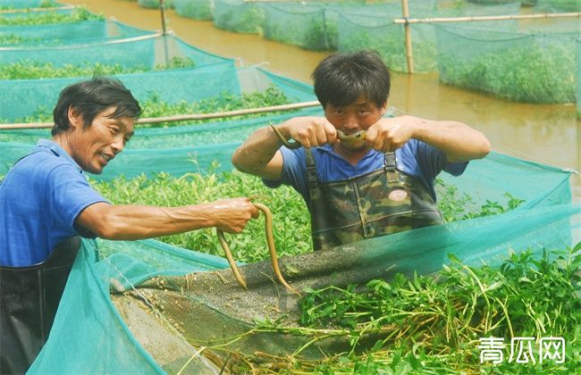 黄鳝养殖安全越冬方法