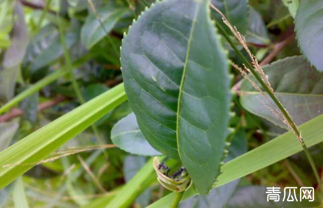 茶毛虫防治方法