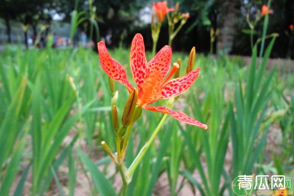 射干种植技术及亩收益