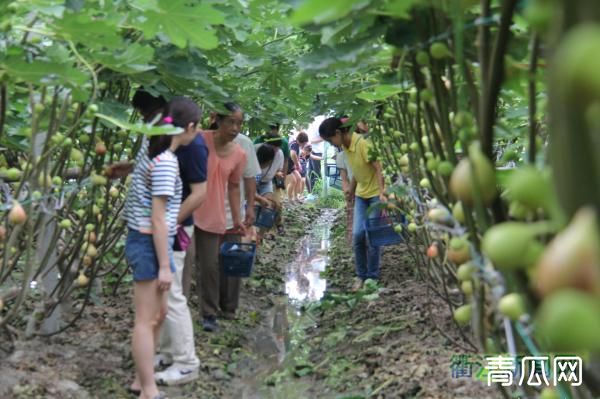 无花果怎么提高产量？种植管理技术介绍