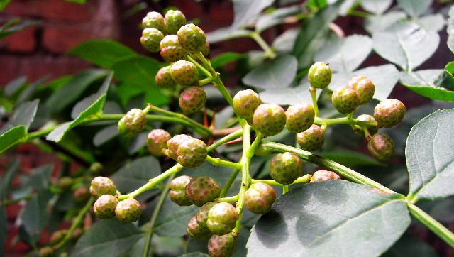 花椒种植技术与管理技巧