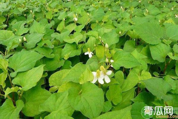 秋季养鸡秘诀：鱼腥草加金荞麦去除鸡病的方法