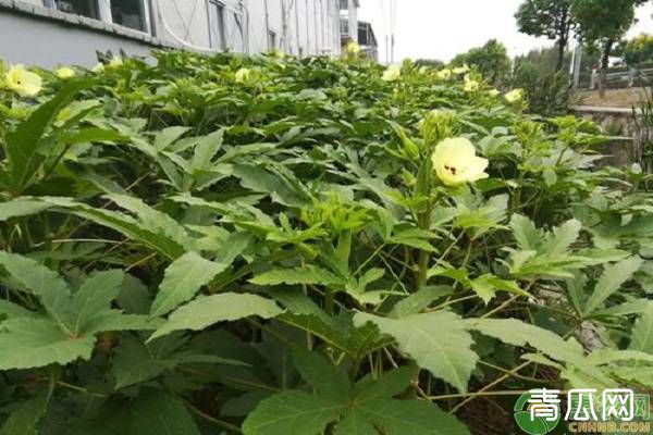 8月份黄秋葵的种植管理要点