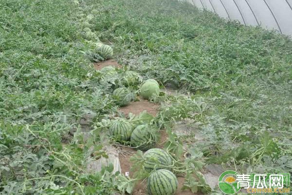 露地西瓜种植管理技术要点