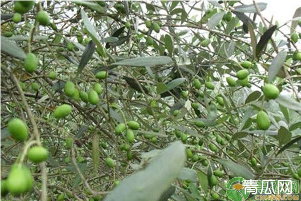 油橄榄种植技巧分析