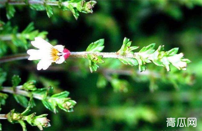 小米草的种植方法