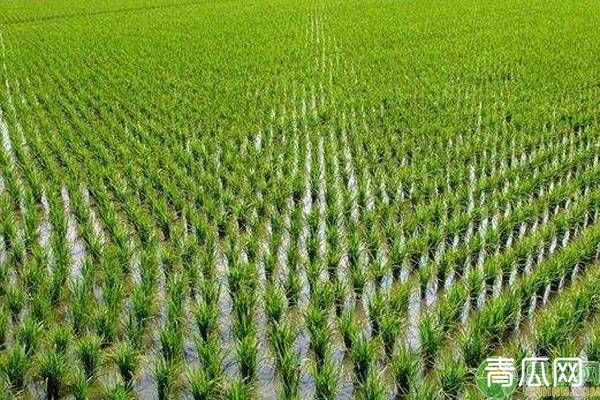 今年降雨极端天气频繁，水稻种植户要做好这些管理！