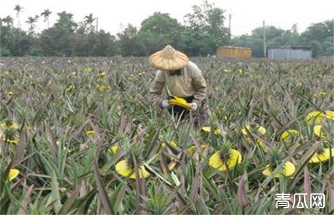 菠萝采收期要注意什么