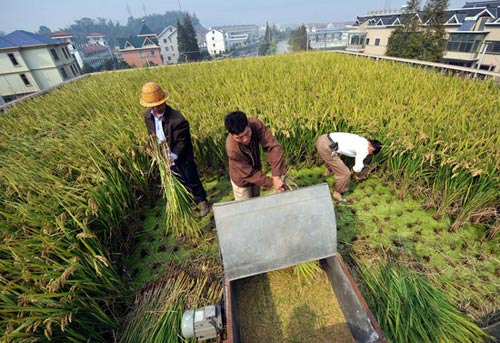 水稻增产及增质方法技巧