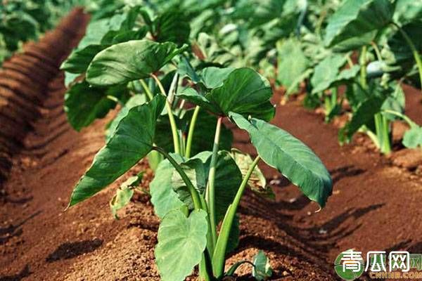 芋头种植怎么做个头大？养分补充及控旺措施非常关键！