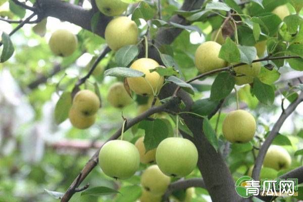 梨小食心虫的危害、发生规律及防治措施