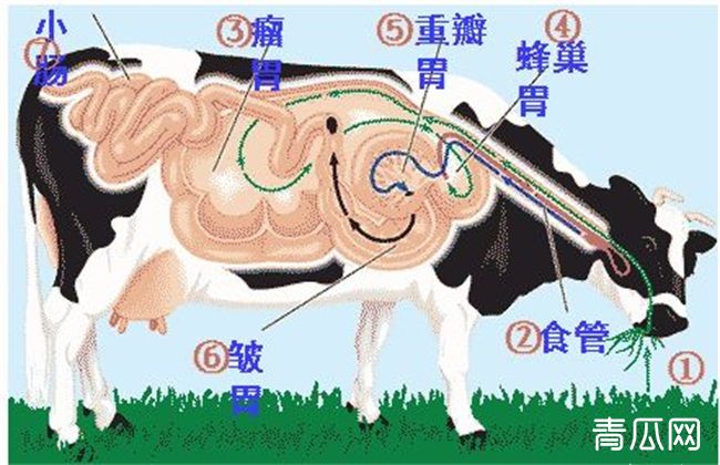 牛反刍的特点及注意事项