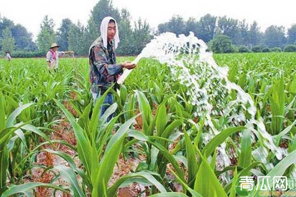 种植玉米遇到干旱情况要如何浇水?这五种浇水方式可供选择