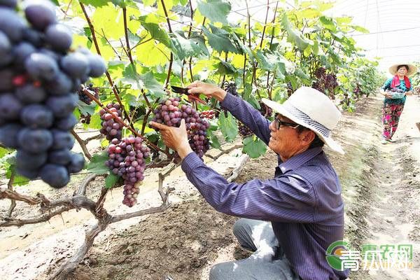 葡萄采收的时间、方法及注意事项