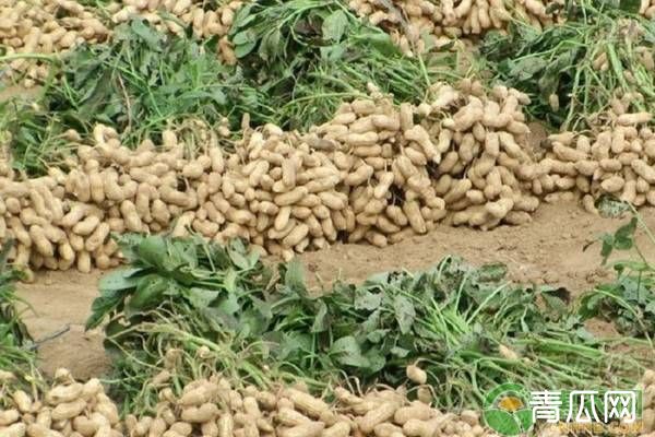 2019年夏花生种植技术要点