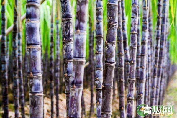 种植甘蔗拔节期的四大管理要点，农户们有必要知道！