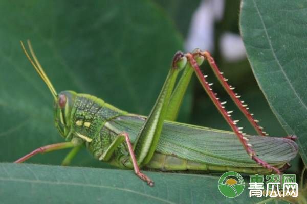 蝗虫如何养殖？蝗虫大量死亡怎么办