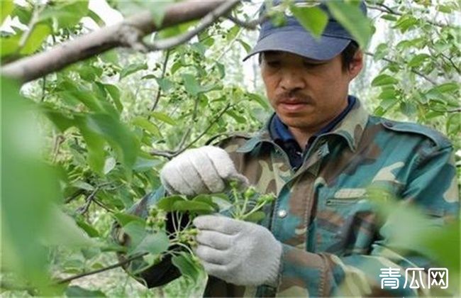 杨梅疏花疏果技术要点