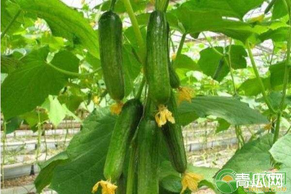 3月份可以种植什么蔬菜？看完这篇文章你就知道了！