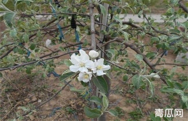 苹果花芽分化期管理技术