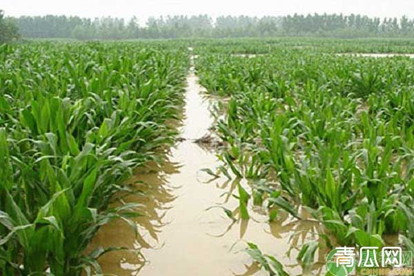 玉米苗期遇到连续的降雨天气，要如何应对减少损失?