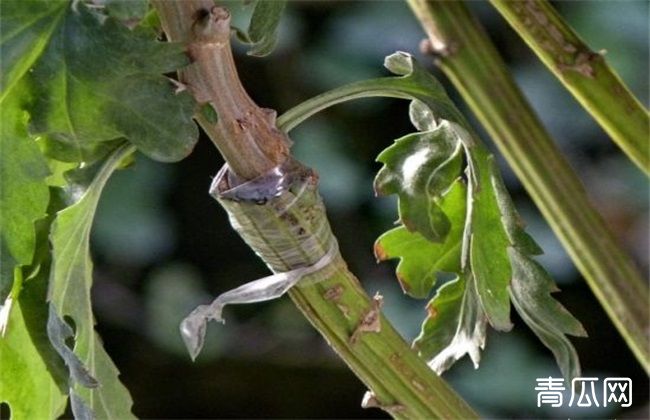 菊花怎么嫁接