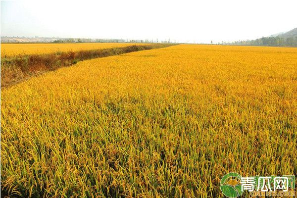 国家农业高新示范区的认定标准和流程