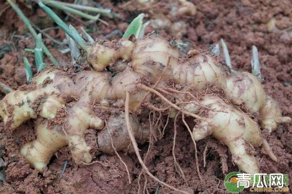 生姜高产种植技术要点