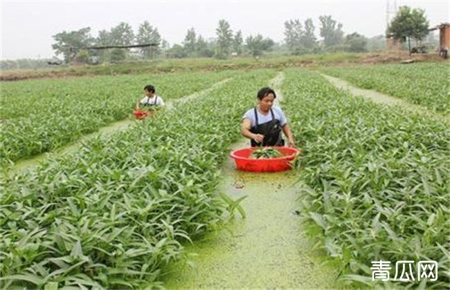 空心菜高产栽培注意什么