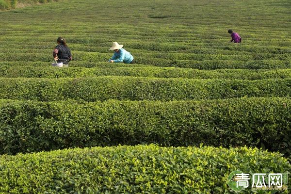 绿茶的制作工艺和初加工技术要领