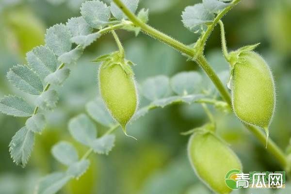 鹰嘴豆的高产种植技术详解