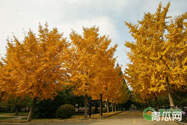 银杏产地及其种植技术