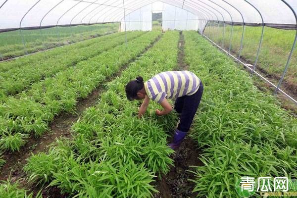 大棚空心菜种植时间怎么把握