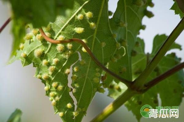 葡萄瘿螨的症状、影响及防治方法