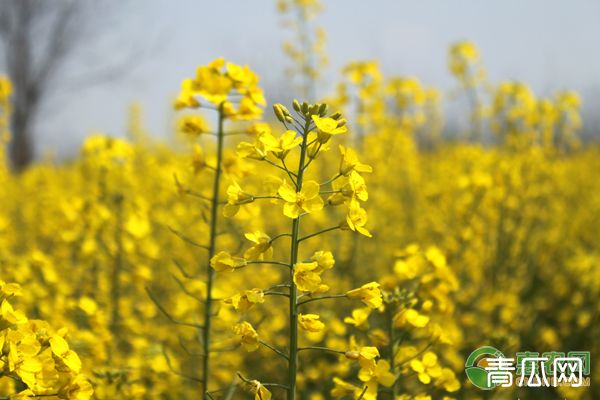 小雪前后油菜的田间管理要点