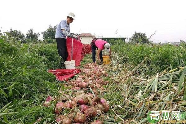 洋葱的高产播种技巧