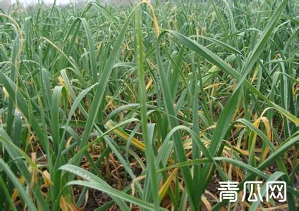 大蒜螨类的特点及防治措施